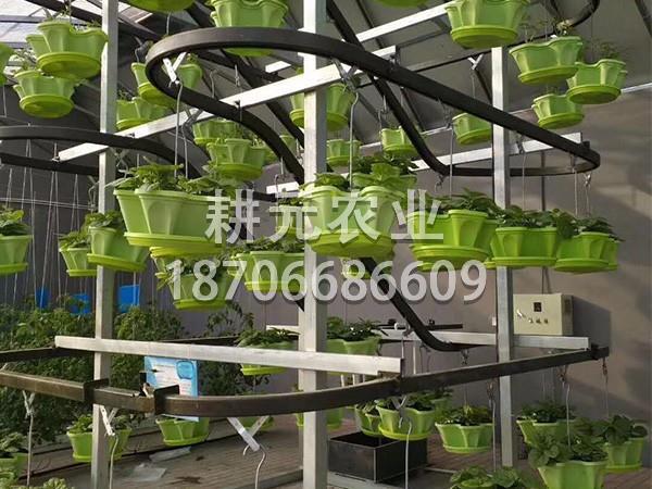 無土栽培設備種植跟普通種植有什么區別